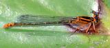 Lilypad Forktail - Ischnura kellicotti (female)