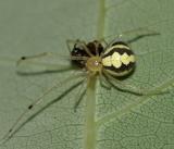 Theridion albidum
