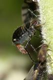Poplar Leaf Aphid - Chaitophorus populicola (giving birth)