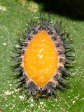 Chilocorus sp. (pupa, freshly molted)