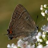 Banded Hairstreak - Satyrium calanus