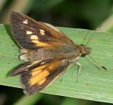 Broad-winged Skipper - Poanes viator , female