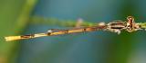 Citrine Forktail - Ischnura hastata (male)