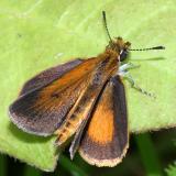 Least Skipper - Ancyloxypha numitor