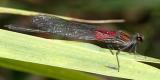 male American Rubyspot (Hetaerina americana)