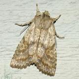  9887 -- Bethunes Pinion Moth -- Lithophane bethunei