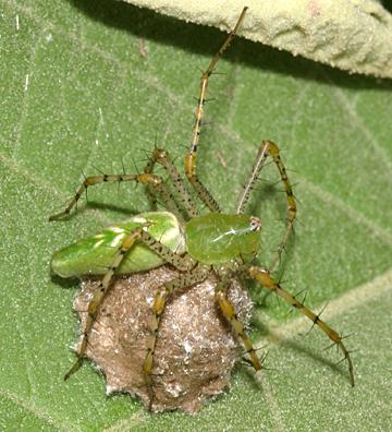 Green Lynx Spider - Peucetia viridans (on her egg case)