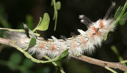 7664.1 - Apatelodes auduboni