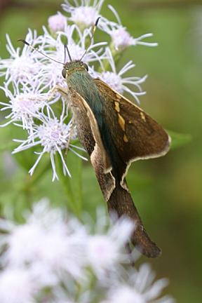 Tailed Aguna - Aguna metophis