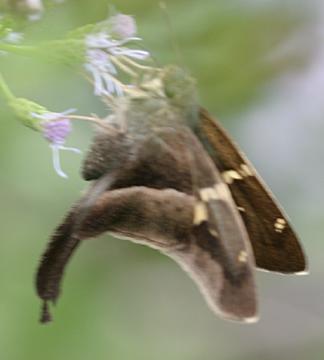 Tailed Aguna - Aguna metophis