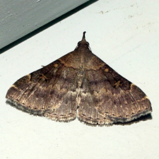 8379 -- Sociable Renia Moth -- Renia factiosalis