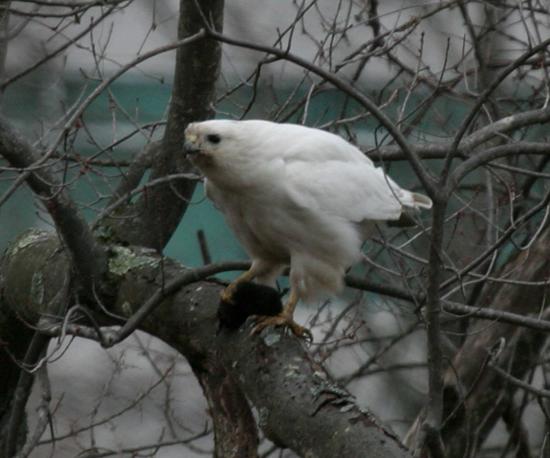 white Red-tailed Hawk with prey