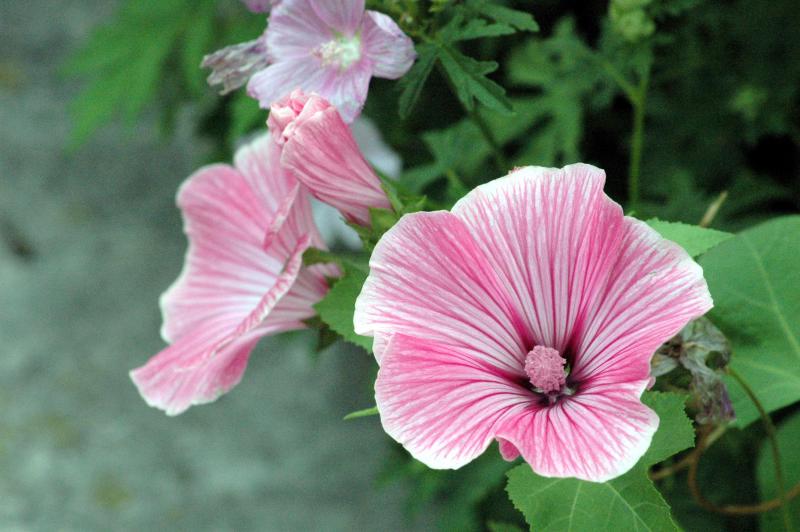 hollyhock