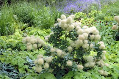 puffy yellow flower