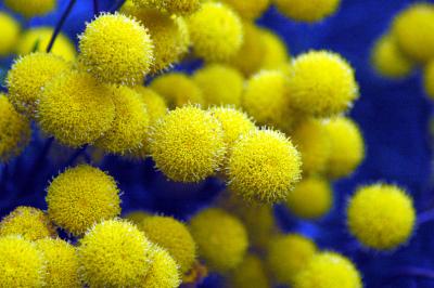 another puffy yellow flower