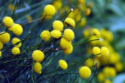 another puffy yellow flower