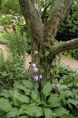 clematis on tree