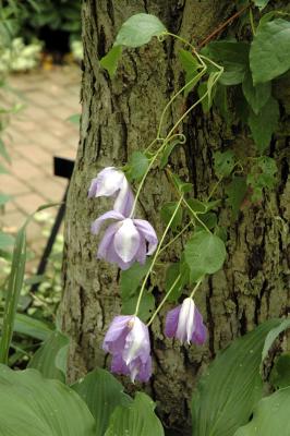 clematis on tree