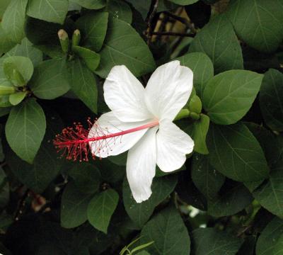 hibiscus