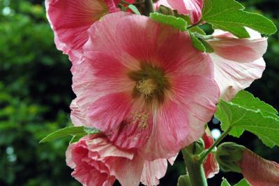 hollyhock