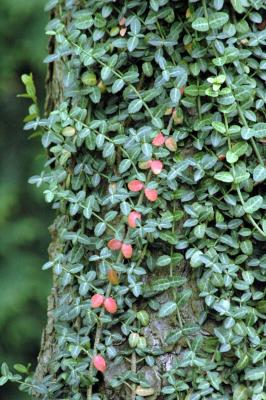 red and green vines