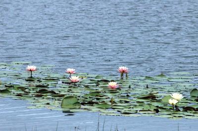 pink lotus