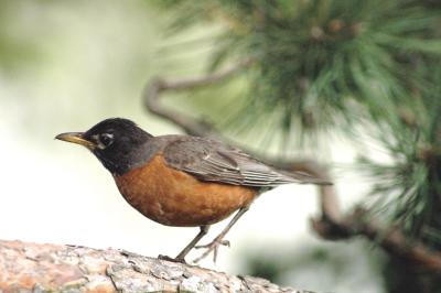 robin