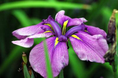 siberian iris