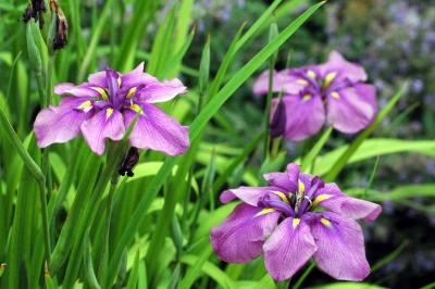 siberian iris