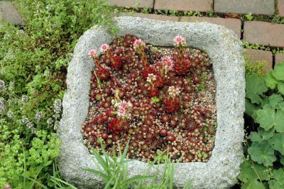 succulents in square pot