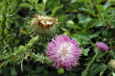 thistle