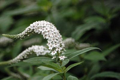 white flower