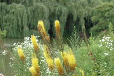 yellow flower
