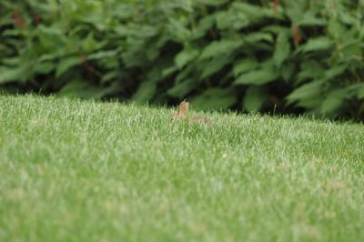 bunny