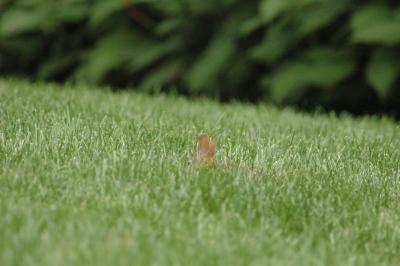 bunny