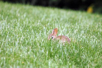 bunny