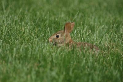 bunny