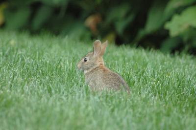 bunny