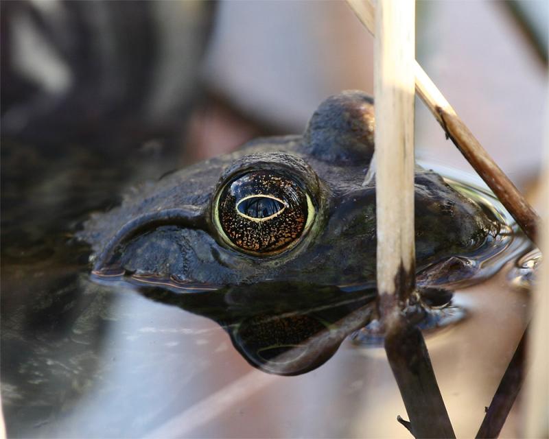 Bull Frog
