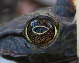 Bull Frog