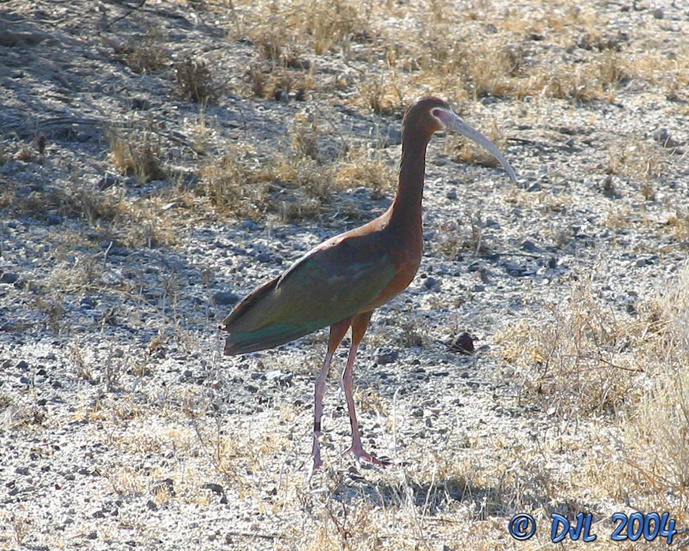White Faced Ibis