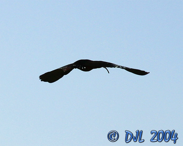 White Faced Ibis