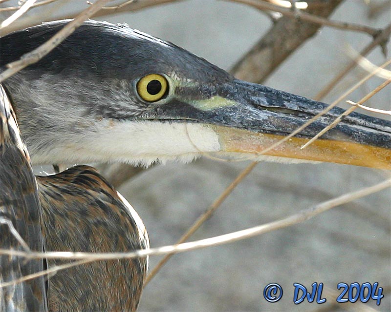 Great Blue Heron