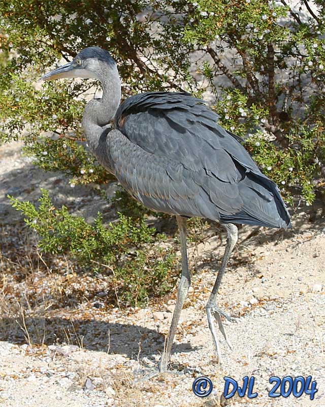 Great Blue Heron