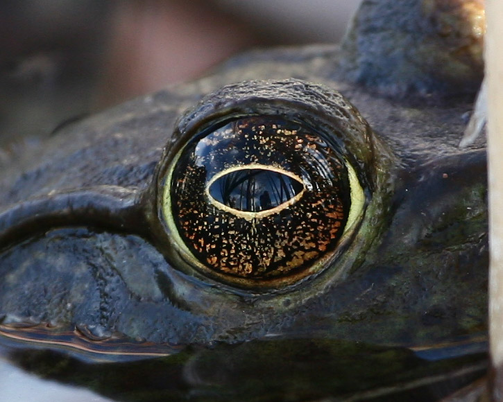 Bull Frog