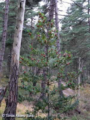 Acebo (especie protegida)