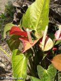 Anturio (Anthurium scherzerianum)