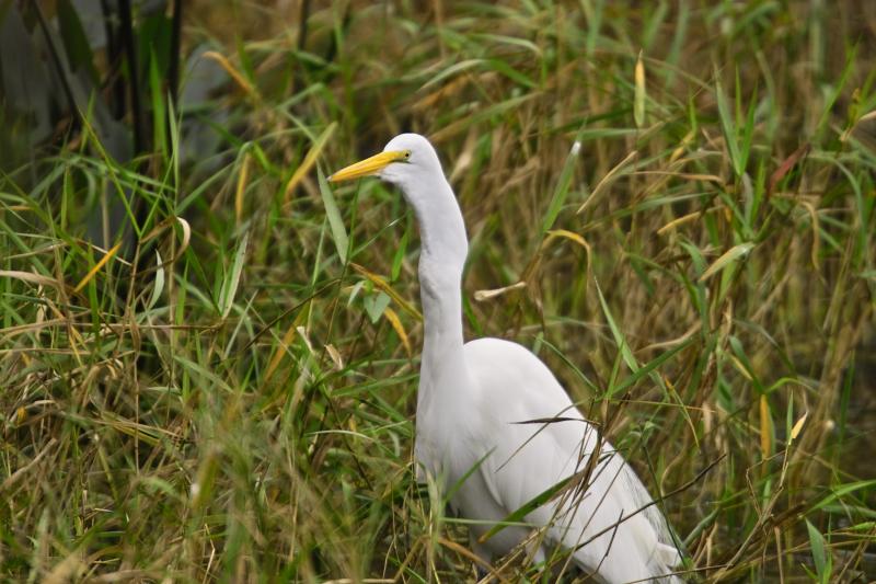 White Egret4