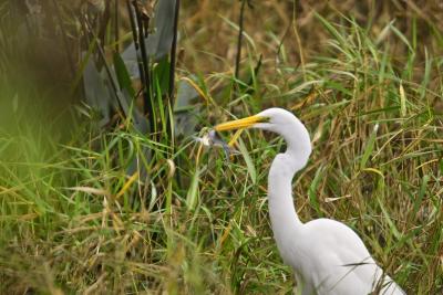 White Egret0