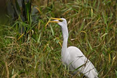 White Egret3